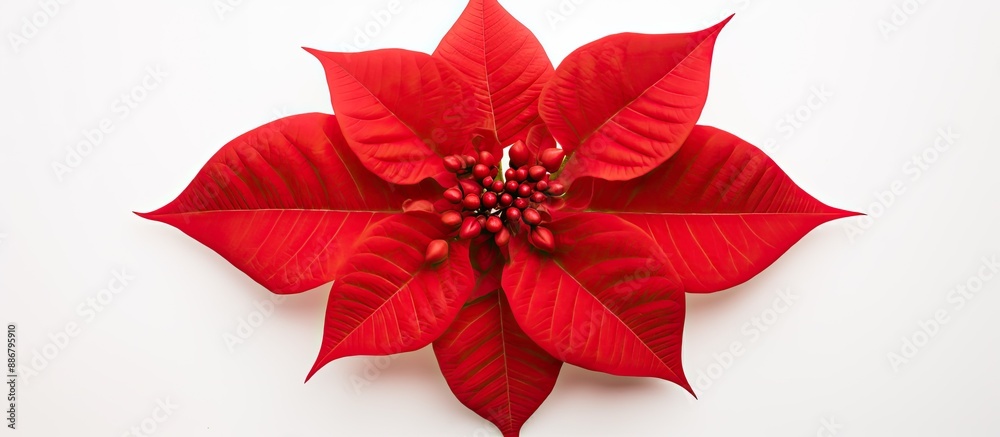 Obraz premium Poinsettia, or Euphorbia pulcherrima, nicknamed Christmas Star, is showcased atop a white backdrop, perfect for a copy space image.