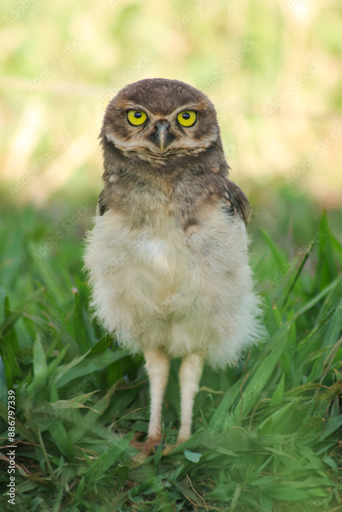 Naklejka premium Little burrowing owl (Brazil)