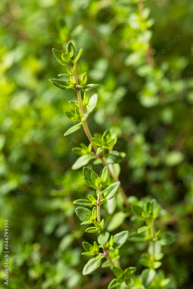 Raw Organic Green Thyme Leaves Raw Organic Green Thyme Leaves
