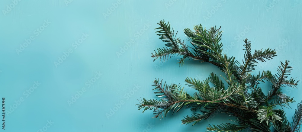 Obraz premium A modern holiday-themed arrangement using green branches on a blue backdrop with a Christmas tree branch. Top-down view with a minimalist, pastel color scheme and ample copy space image.