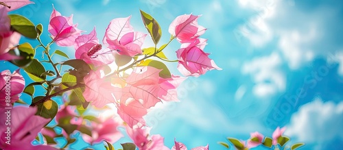 Blooming pink bougainvillea flower on a tree against a blue summer sky, ideal for use as a tropical flora background with space for text in the image. photo