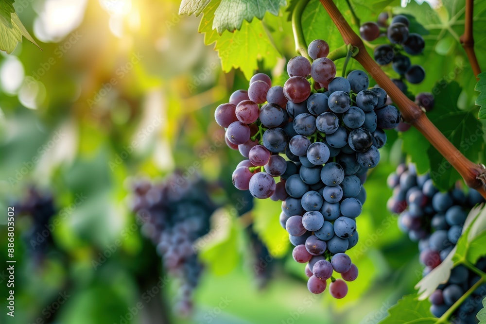 Vineyard scene with purple and black grapes on lush green vines against clear blue sky. Fresh grapes plant in garden with surrounding green plants. Close-up shot of grape clusters and leaves. Vineyard scene with purple and black grapes on lush green vines against clear blue sky. Fresh grapes plant in garden with surrounding green plants. Close-up shot of grape clusters and leaves.