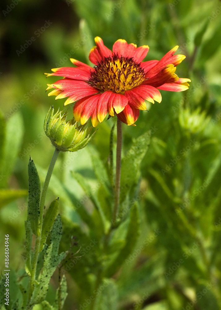 A single upright flower of Gaillardia pulchella, or Indian blanket flower, surrounded by leaves and buds. Image shows the large disk, hairy stems, and leaves. A single upright flower of Gaillardia pulchella, or Indian blanket flower, surrounded by leaves and buds. Image shows the large disk, hairy stems, and leaves.