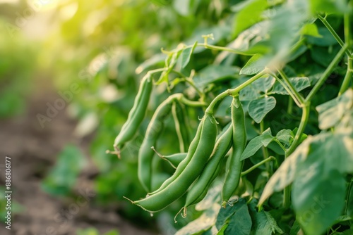 Garden scene features green plants with blooming flowers. Tall stems stretch towards clear blue sky. Fresh green bean plant surrounded by foliage. Ideal for eco and nature projects.