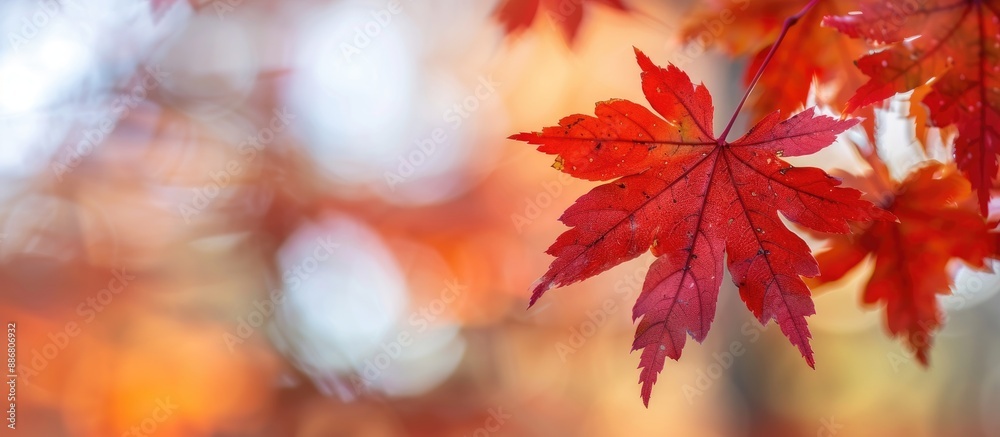 Selective focus on red maple leaves with a blurred background, perfect as a copy space image. Selective focus on red maple leaves with a blurred background, perfect as a copy space image.