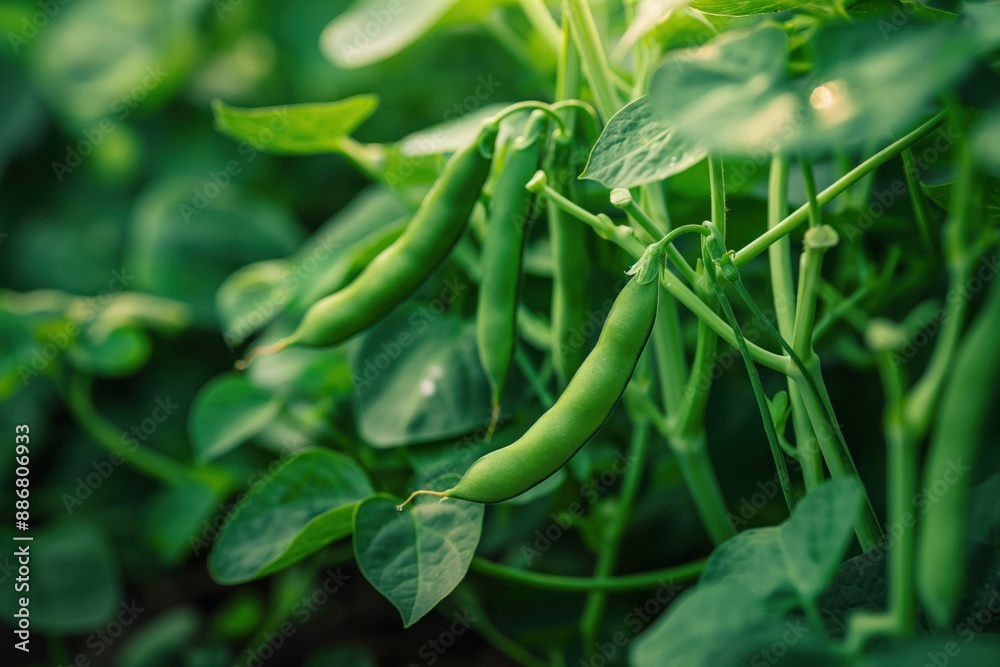 Green bean plant grows on vine surrounded by rich plants. Close-up of fresh produce in garden setting. Abundant foliage and vibrant color contrast. Perfect for eco-friendly or food-related content. Green bean plant grows on vine surrounded by rich plants. Close-up of fresh produce in garden setting. Abundant foliage and vibrant color contrast. Perfect for eco-friendly or food-related content.