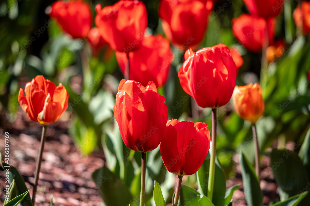 Field of colorful tulips, many red flowers. Field of spring flowers. Tulip field Red tulips, yellow tulips, pink flowers. Field of colorful tulips, many red flowers. Field of spring flowers. Tulip field Red tulips, yellow tulips, pink flowers.