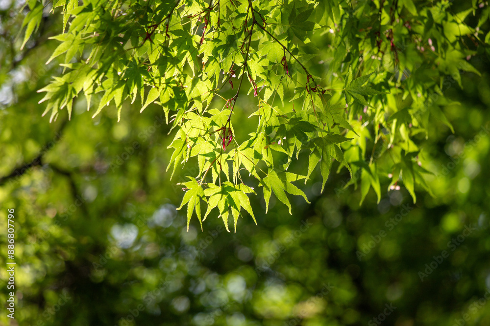 Bright green spring blooming nature of flowers and trees.