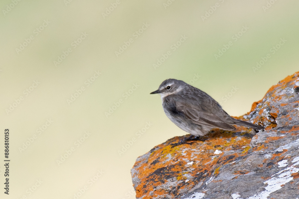 Water pipit (Anthus spinoletta) perched on a stone on uniform lighty background, Alps Mountains, Italy. Horizontal.