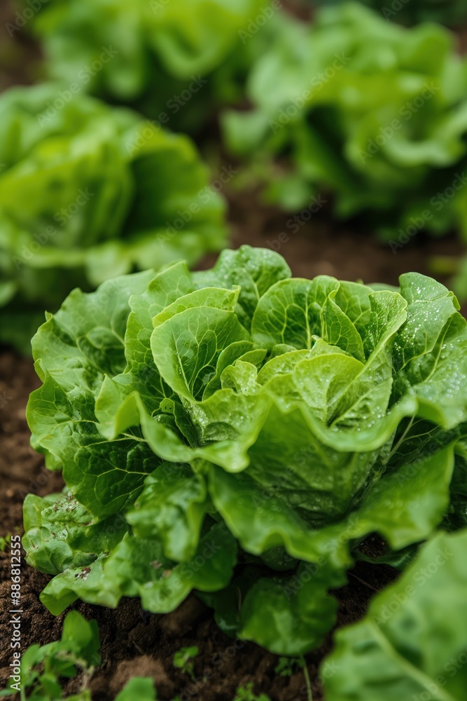 Lettuce garden close-up with green leaves scattered on brown soil. Fresh produce in natural setting with earthy tones and vibrant greens. Perfect for eco-friendly foodie or gardening themes. Lettuce garden close-up with green leaves scattered on brown soil. Fresh produce in natural setting with earthy tones and vibrant greens. Perfect for eco-friendly foodie or gardening themes.