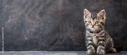 Adorable kitten of the American shorthair breed showcasing a copy space image. photo