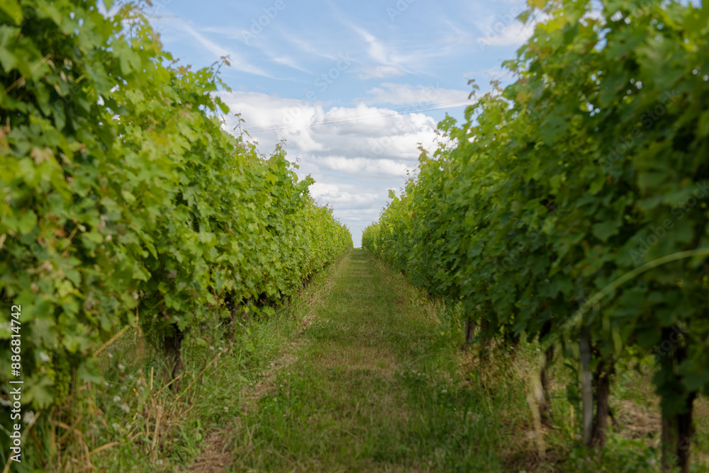 vigne, rang de vigne, viticulture vigne, rang de vigne, viticulture
