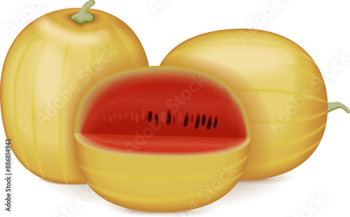 Whole and chopped Faerie watermelon. Citrullus lanatus. Fruits and vegetables. Isolated vector illustration.