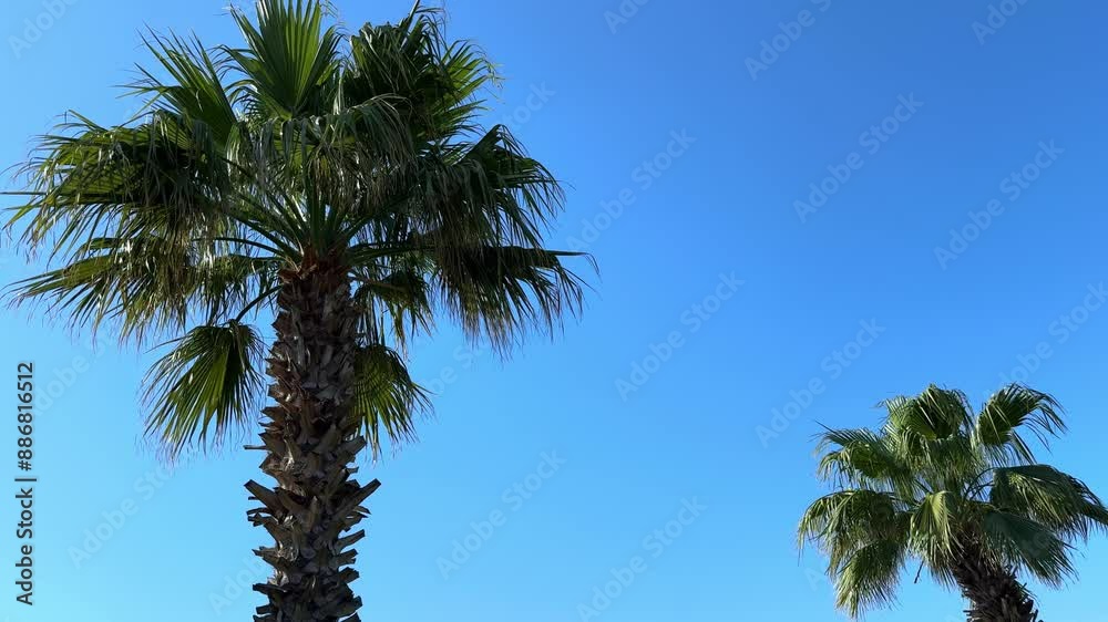 A green palm tree against a blue sky. Palm trees in the sunlight. View of palm trees against the sky with branches swaying in the wind A green palm tree against a blue sky. Palm trees in the sunlight. View of palm trees against the sky with branches swaying in the wind