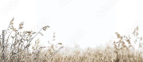 A monochromatic photo of a grassy field with plants ideal for backgrounds, featuring copy space image. photo