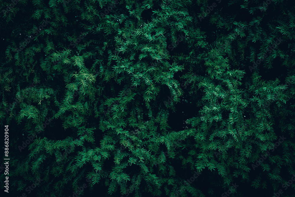 A close up of dark green Yew tree branches texture A close up of dark green Yew tree branches texture