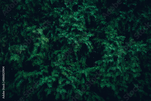 A close up of dark green Yew tree branches texture