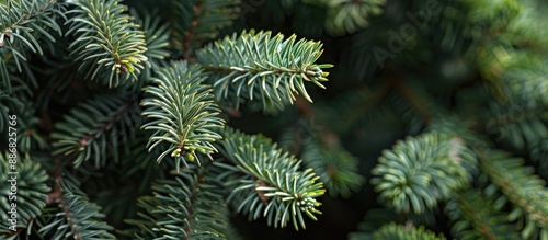 Close up of fluffy fir tree brunch with copy space image.