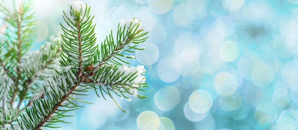 A small pine tree with snowy green needles against a blurred blue background, perfect for a festive greeting postcard with copy space image.