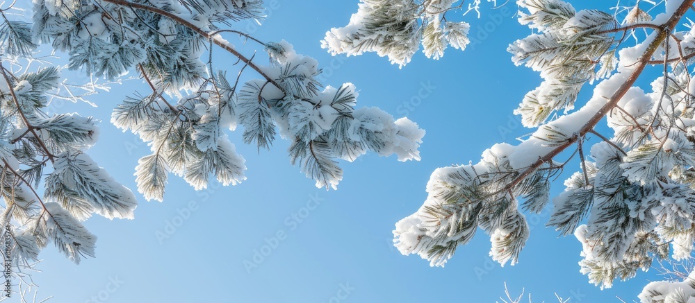 Snow-covered tree branches against a clear blue sky with a view of the forest treetops, creating a serene and picturesque copy space image.
