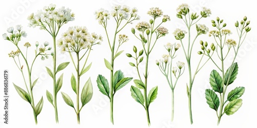 Wallpaper Mural Watercolor Illustration of Seven Delicate White Flowers with Green Leaves and Stems, botanical illustration, watercolor painting, flower art, flower design, white flower Torontodigital.ca