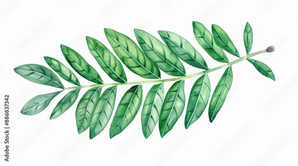 Obraz premium A yew leaf illustrated with soft watercolor shades isolate on white background