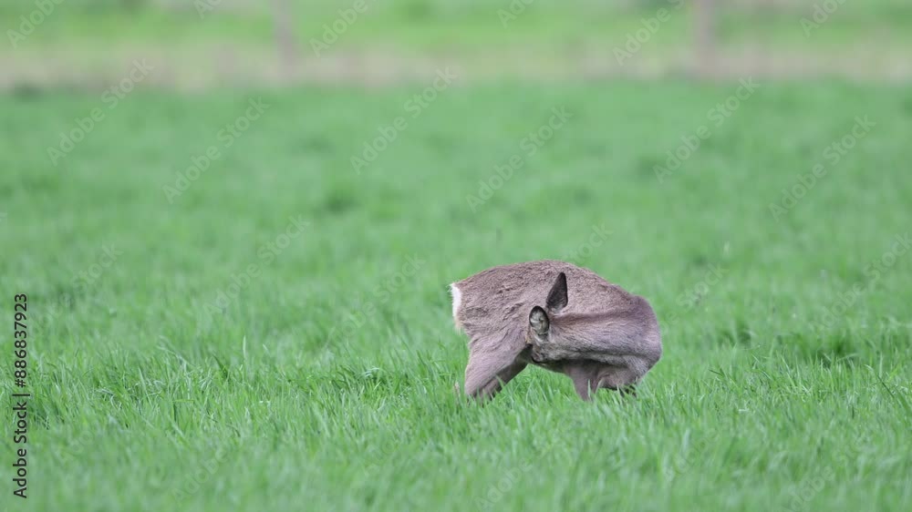 Roe deer clean her fur on the meadow, spring, north rhine westphalia, (capreolus capreolus), germany