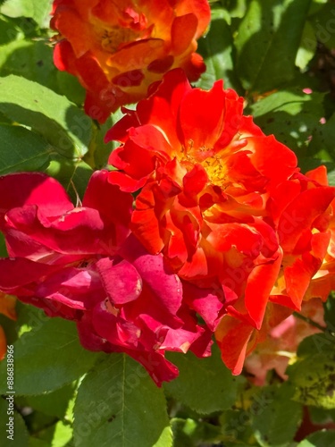 red rose bush