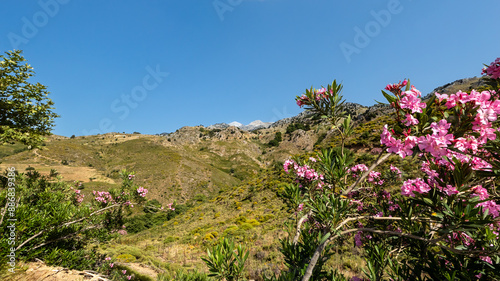 Oleander an der Bergstrasse
