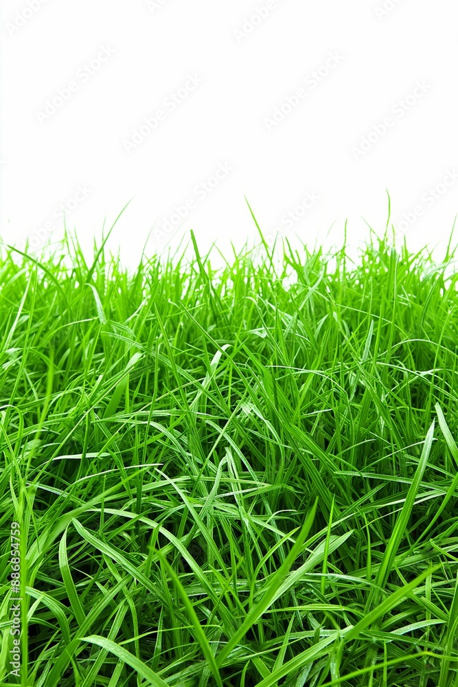 A field of green grass with a white background. The grass is lush and vibrant, creating a sense of freshness and vitality. The white background emphasizes the bright green color of the grass A field of green grass with a white background. The grass is lush and vibrant, creating a sense of freshness and vitality. The white background emphasizes the bright green color of the grass