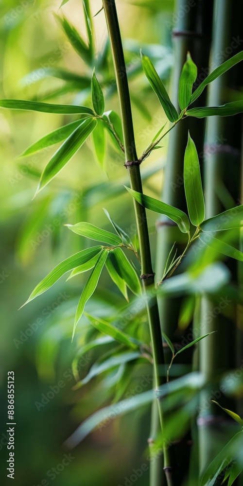 Obraz premium A green bamboo plant with leaves and a stem