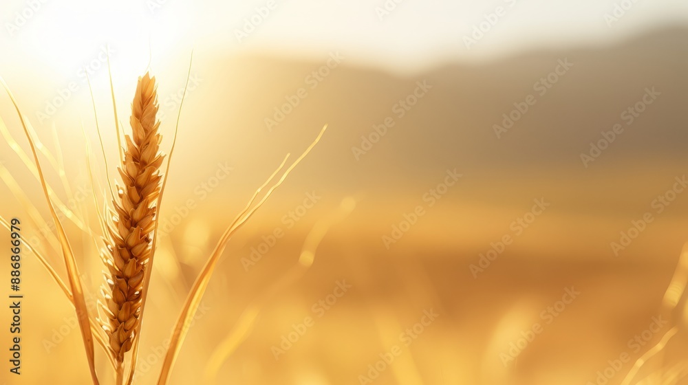 sun shines behind, grassy foreground softly blurred sun shines behind, grassy foreground softly blurred
