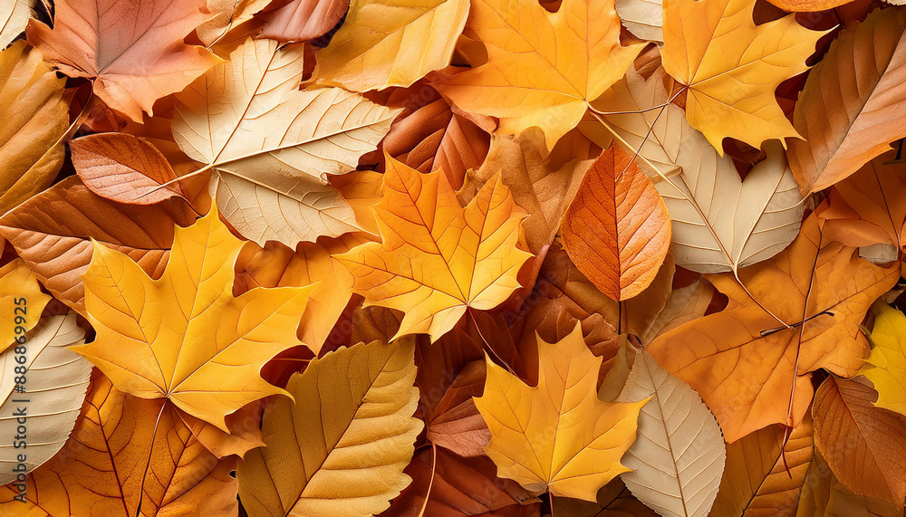 Close up of colorful autumn leaves on ground, vibrant fall colors. Fallen leaves texture. Top view Close up of colorful autumn leaves on ground, vibrant fall colors. Fallen leaves texture. Top view