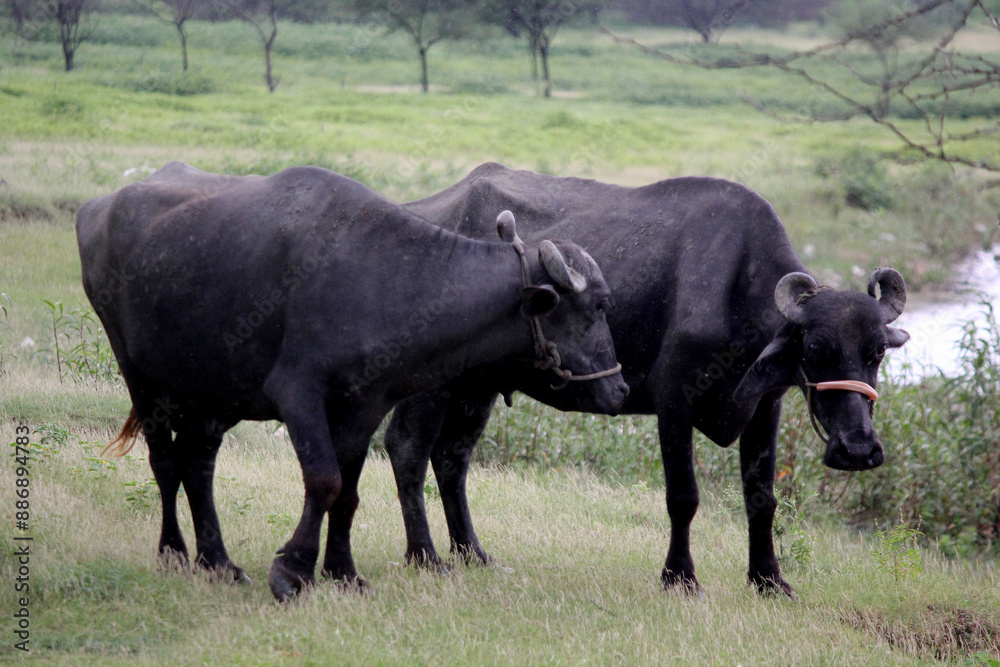 close up shot of buffalo italian buffalo and indian buffalo close up shot of buffalo italian buffalo and indian buffalo