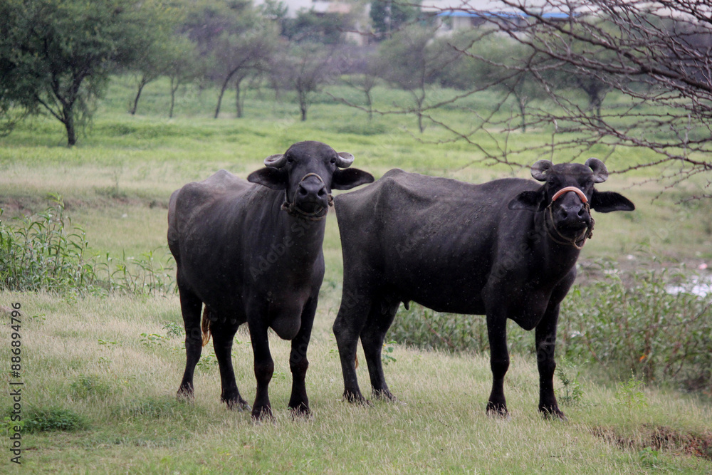 close up shot of buffalo italian buffalo and indian buffalo close up shot of buffalo italian buffalo and indian buffalo
