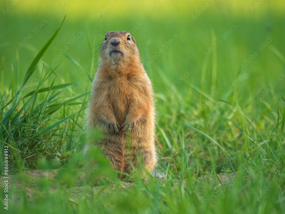 Prairie dog standing on its hind legs and looking around Prairie dog standing on its hind legs and looking around
