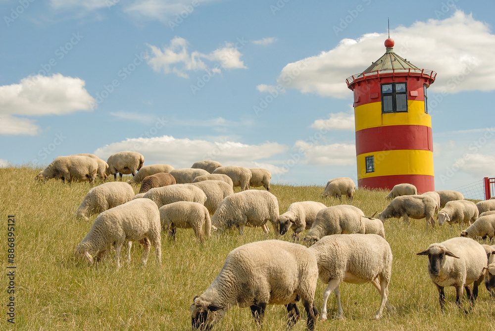 Fototapeta premium Schafe am Leuchtturm von Pilsum