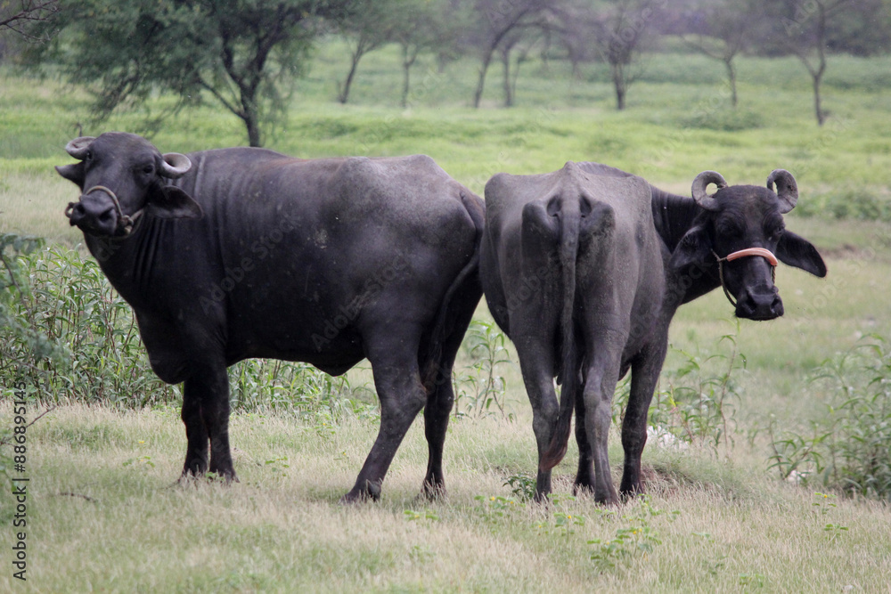 close up shot of buffalo italian buffalo and indian buffalo close up shot of buffalo italian buffalo and indian buffalo