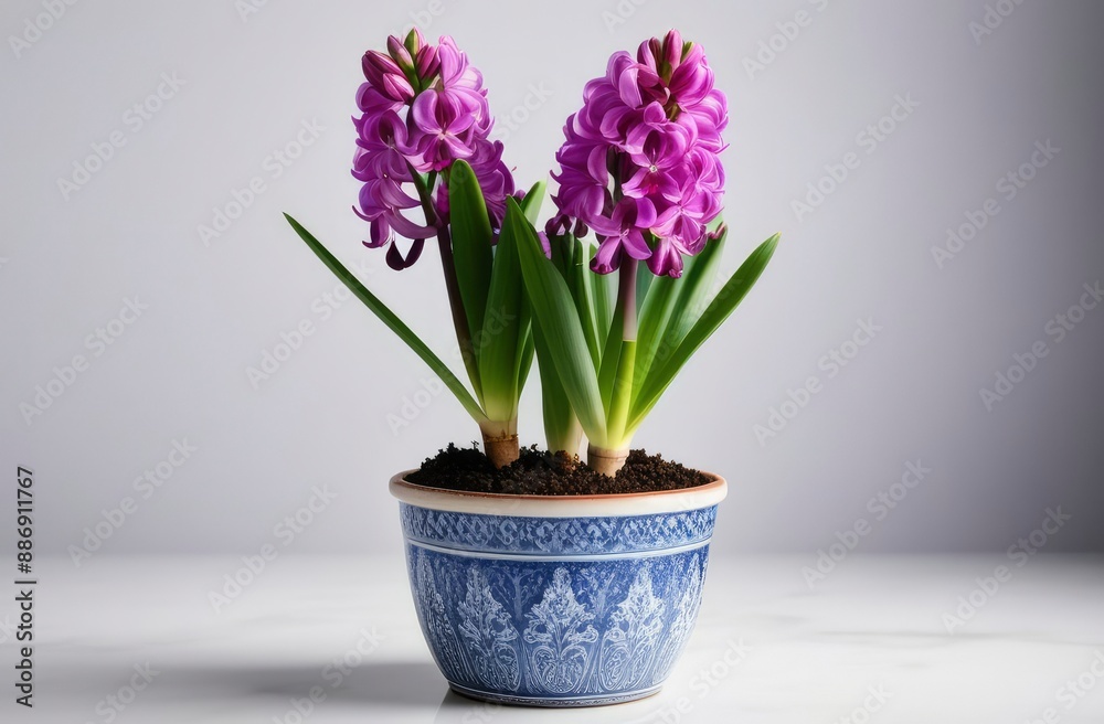 purple hyacinth in the flower pot on light background purple hyacinth in the flower pot on light background