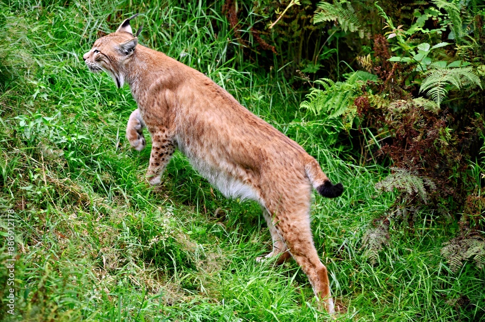 Fototapeta premium European lynx in the forest