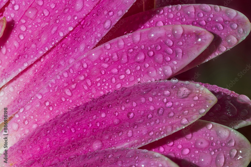 Obraz premium Stunning close-up photo of a lilac gerbera. Water droplets and petals of high detail.