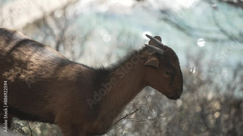 View of a Balearean boc (Majorcan wild goat) (Capra hircus var. majorcan) at Camp de Mar, Camp de Mar, Majorca, Balearic Islands, Spain, Mediterranean, Europe photo