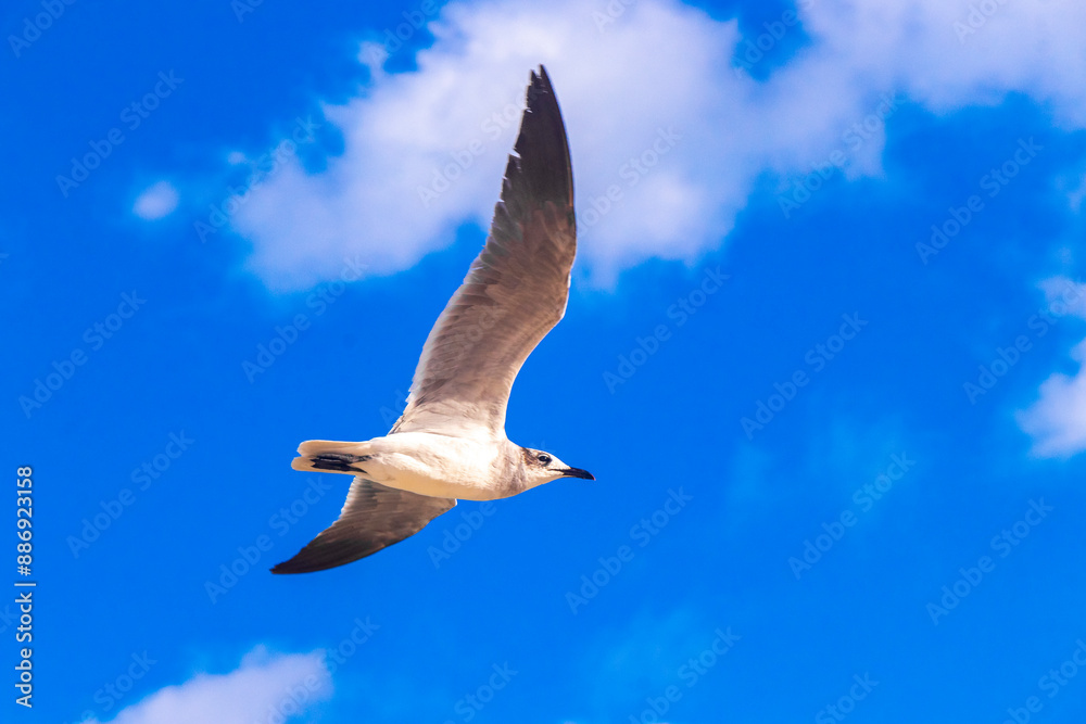Fototapeta premium Flying seagull bird with blue sky background clouds in Mexico.