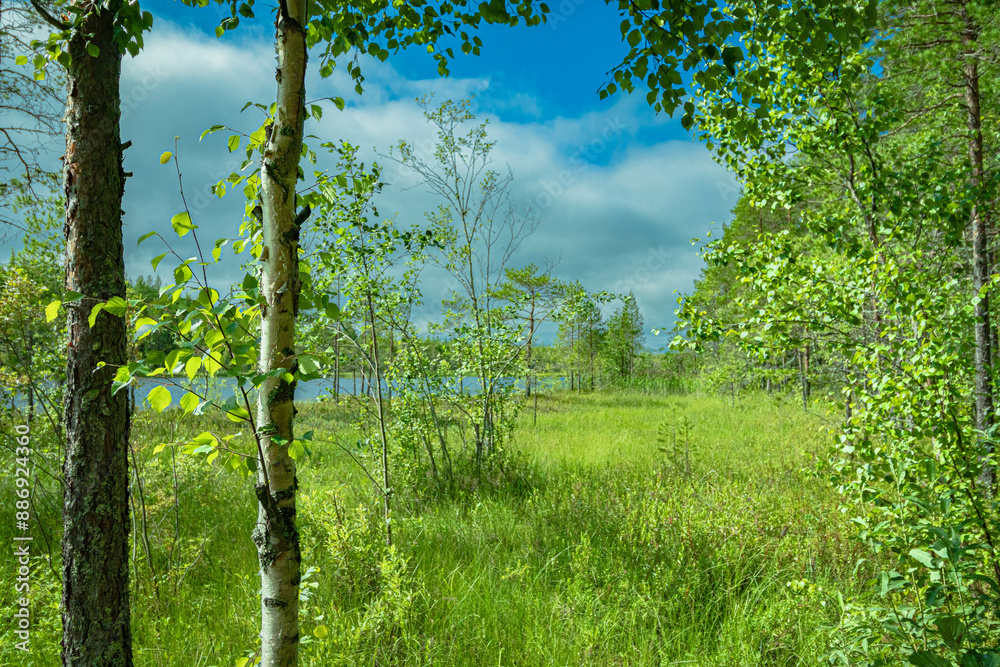 Fototapeta premium tree in the swamp