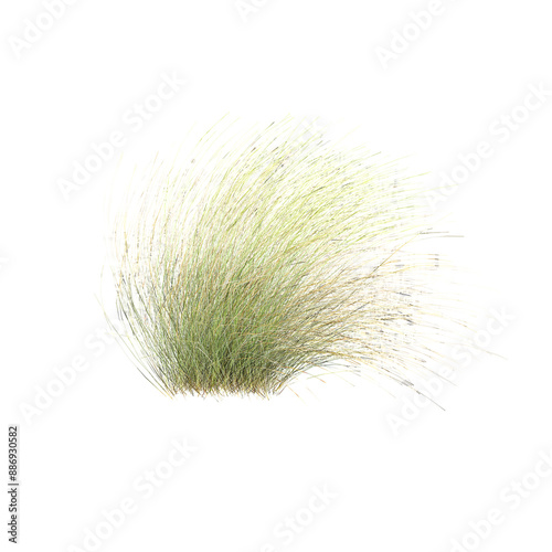 Fresh spring green grass isolated on transpaent Canvas photo