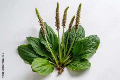 plantain leaves on white background