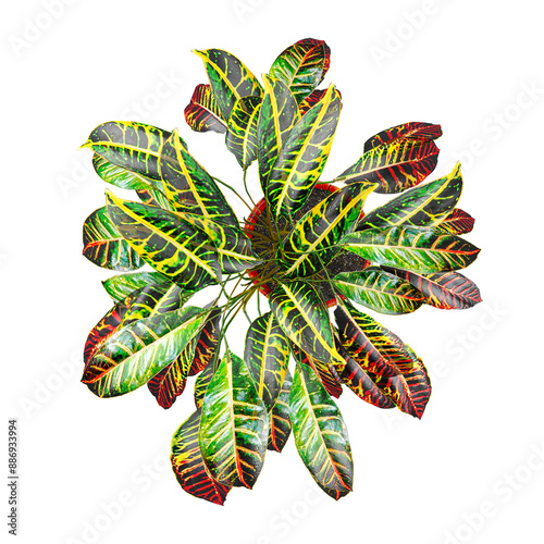 3d rendering of Garden croton plant from top view