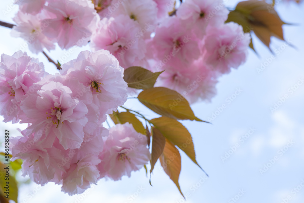 Japanese sakura blossom, spring season image
