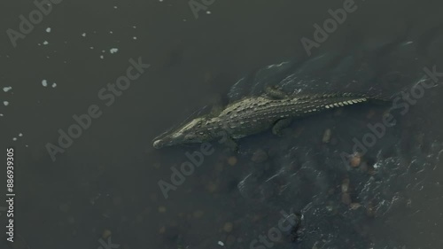 American Crocodile (Crocodylus acutus), Tarcoles River, Garabito, Puntarenas Province, Costa Rica, Central America photo