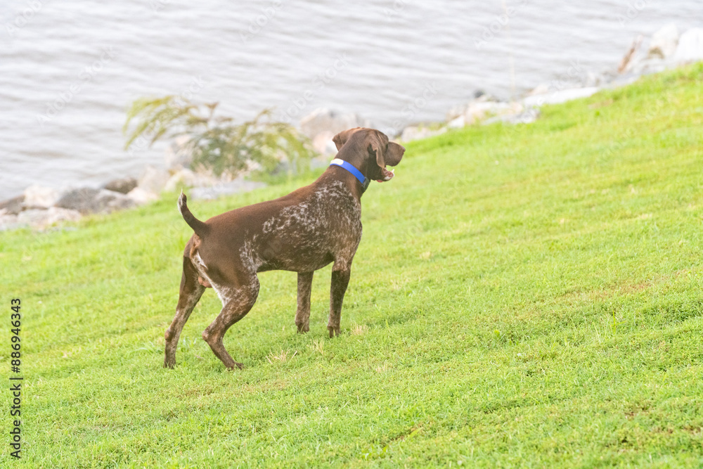 German Short Haired Pointer Hunting Dog German Short Haired Pointer Hunting Dog